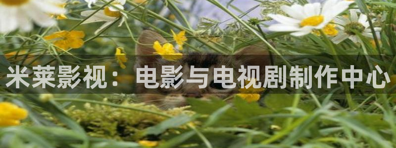 .樱花视频：米莱影视：电影与电视剧制作中心